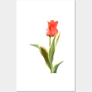 Tulipa  &#39;Fire of Love&#39;   Greigii Group  Tulip Posters and Art